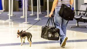 How to Travel With Pets